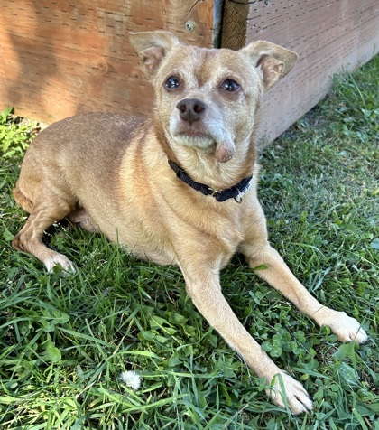 Tom, an adoptable Chihuahua, Terrier in Wenatchee, WA, 98807 | Photo Image 2