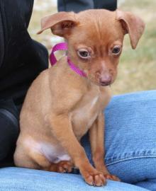 Tom, an adoptable Chihuahua, Terrier in Wenatchee, WA, 98807 | Photo Image 3
