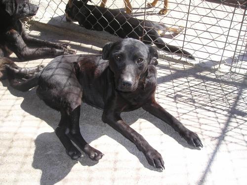 Evelyn, an adoptable Labrador Retriever in San Diego, CA, 92153 | Photo Image 1