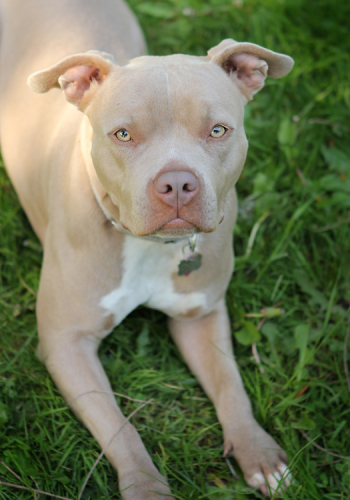 Jenny, an adopted Pit Bull Terrier in Sherwood, OR_image-1