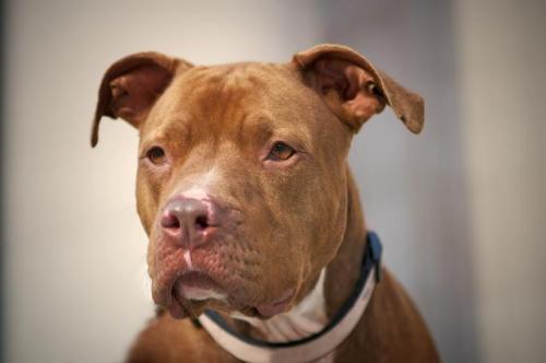 Chloe, an adopted Pit Bull Terrier in Portland, OR_image-3