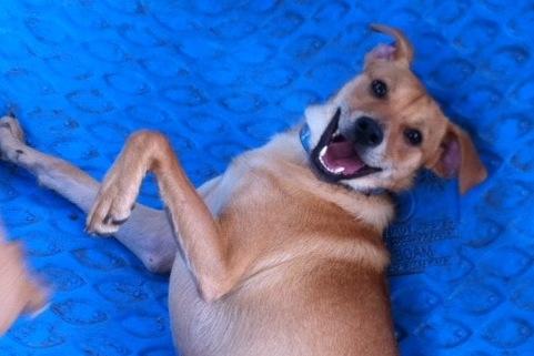 Dog For Adoption Fred A Shiba Inu Dachshund Mix In San