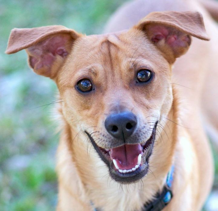 Dog For Adoption Fred A Shiba Inu Dachshund Mix In San