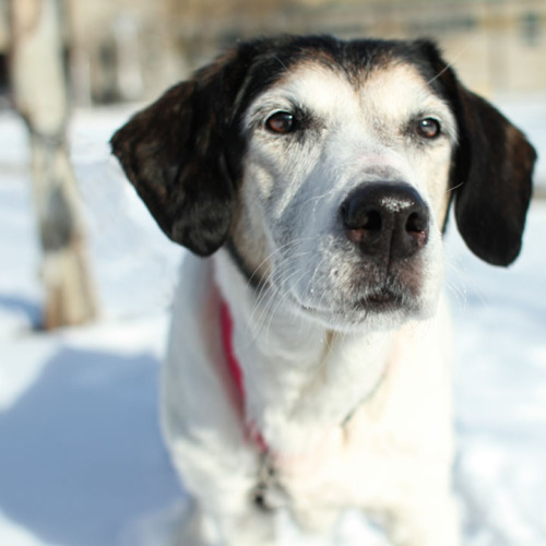 Maddie, an adopted Labrador Retriever Mix in Etobicoke, ON_image-1