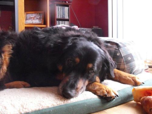 Ramona, an adopted Bernese Mountain Dog & Collie Mix in Etobicoke, ON_image-2