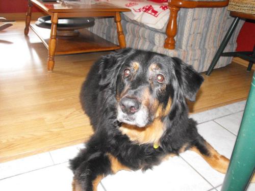 Ramona, an adopted Bernese Mountain Dog & Collie Mix in Etobicoke, ON_image-3