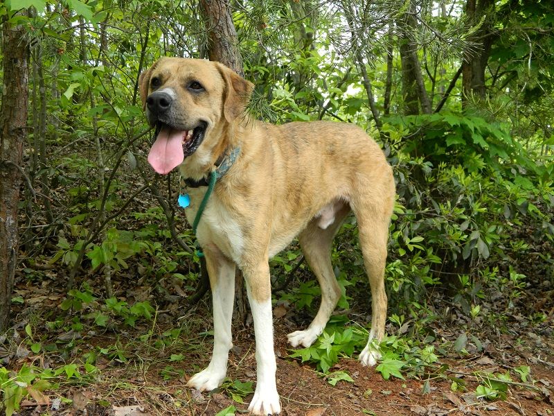Ryder, an adoptable Boxer, Great Pyrenees in Westminster, SC, 29693 | Photo Image 1