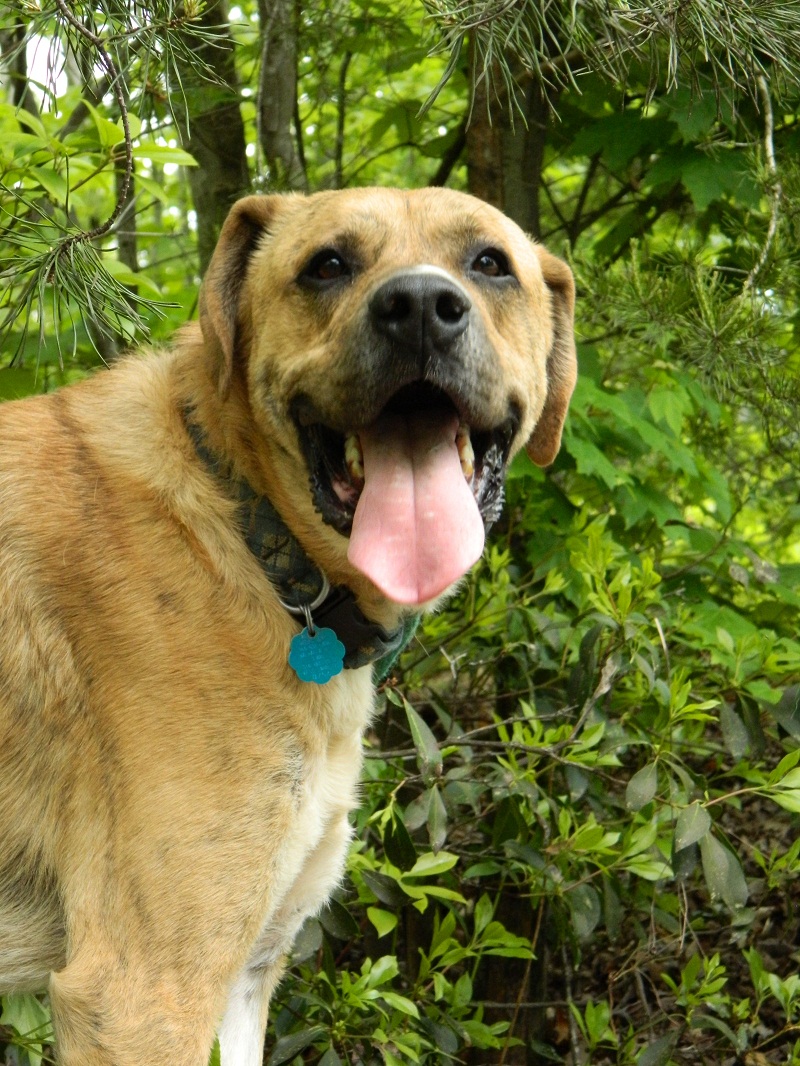 Ryder, an adoptable Boxer, Great Pyrenees in Westminster, SC, 29693 | Photo Image 3