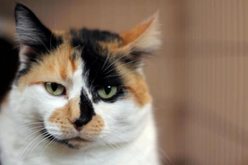 Tristie, an adopted Calico in Mission, BC_image-1