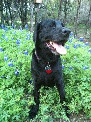 Alvin, an adoptable Black Labrador Retriever in Austin, TX, 78708 | Photo Image 1