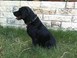 Alvin, an adoptable Black Labrador Retriever in Austin, TX, 78708 | Photo Image 2