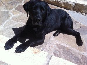 Alvin, an adoptable Black Labrador Retriever in Austin, TX, 78708 | Photo Image 3