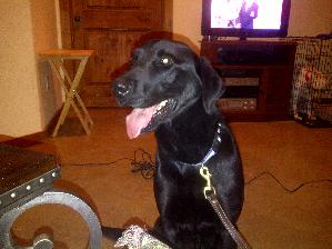 Deputy, an adoptable Black Labrador Retriever in Austin, TX, 78708 | Photo Image 1