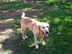 Shaggy, an adoptable Yellow Labrador Retriever in Austin, TX, 78708 | Photo Image 1