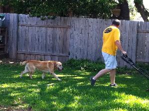 Shaggy, an adoptable Yellow Labrador Retriever in Austin, TX, 78708 | Photo Image 2