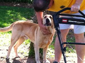 Shaggy, an adoptable Yellow Labrador Retriever in Austin, TX, 78708 | Photo Image 3