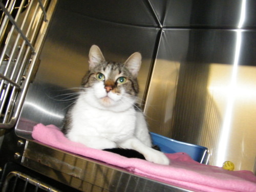 Cubby, an adoptable Tabby in Valparaiso, IN, 46385 | Photo Image 2