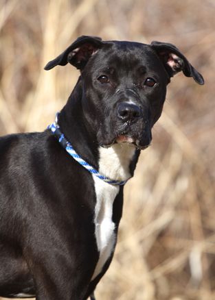 Nina, an adoptable Boxer, Labrador Retriever in Kansas City, MO, 64129 | Photo Image 1
