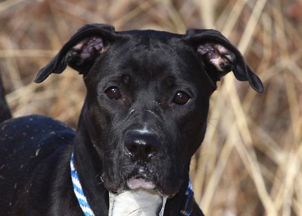 Nina, an adoptable Boxer, Labrador Retriever in Kansas City, MO, 64129 | Photo Image 2