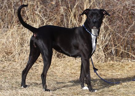 Nina, an adoptable Boxer, Labrador Retriever in Kansas City, MO, 64129 | Photo Image 3
