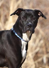 Nina, an adoptable Boxer, Labrador Retriever in Kansas City, MO, 64129 | Photo Image 4