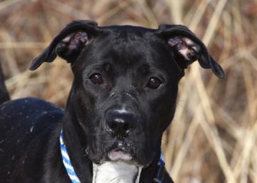 Nina, an adoptable Boxer, Labrador Retriever in Kansas City, MO, 64129 | Photo Image 5