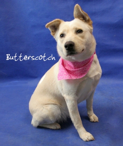 BUTTERSCOTCH *URGENT*