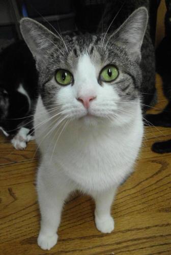 Princess, an adoptable Domestic Short Hair in Lake George, NY, 12845 | Photo Image 1