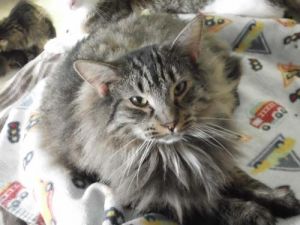 Aleiah, Adult Female unknown