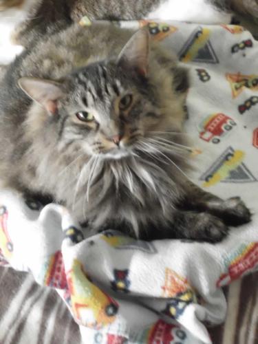 Aleiah, an adoptable Domestic Long Hair in Lake George, NY, 12845 | Photo Image 2