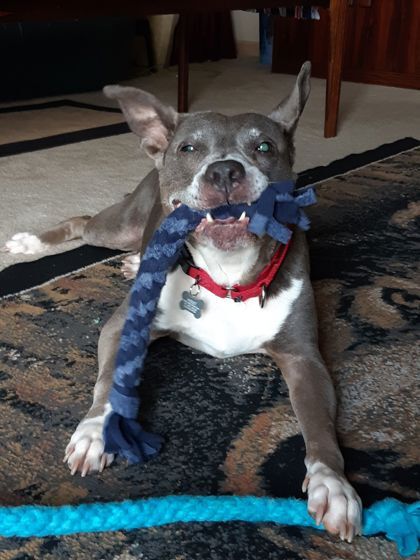 Violet, an adoptable Pit Bull Terrier, Mixed Breed in Kansas City, MO, 64129 | Photo Image 2