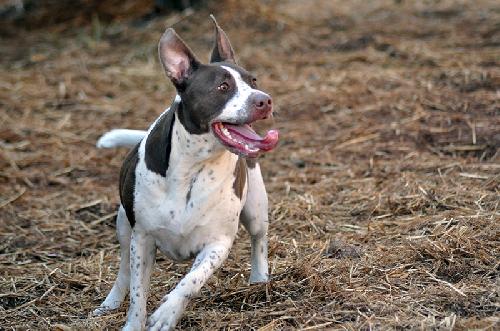 Mocha, an adoptable Pointer, Spaniel in Peachtree City, GA, 30269 | Photo Image 3
