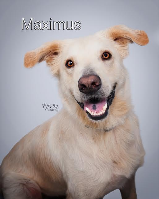 Maximus detail page