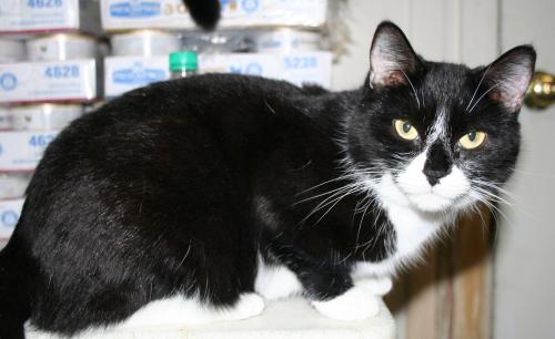 Smoochie, an adoptable Domestic Short Hair in Lake George, NY, 12845 | Photo Image 2