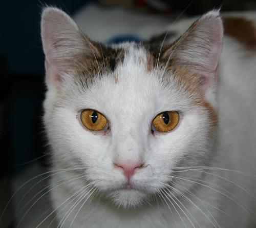 Gina, an adoptable Domestic Short Hair in Lake George, NY, 12845 | Photo Image 1