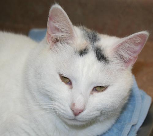 Jenny, an adoptable Calico in Lake George, NY, 12845 | Photo Image 1