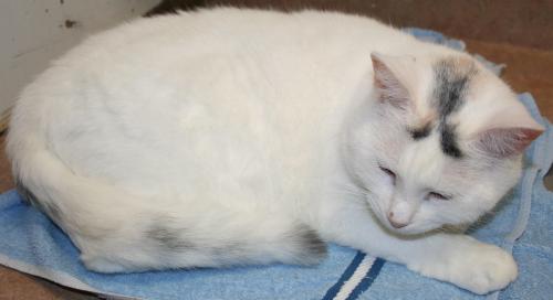 Jenny, an adoptable Calico in Lake George, NY, 12845 | Photo Image 2