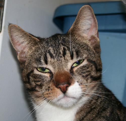 Hodge, an adoptable Domestic Short Hair in Lake George, NY, 12845 | Photo Image 1