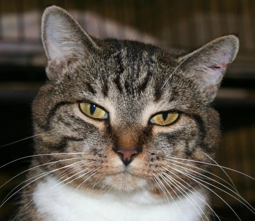 Paisley, an adoptable Domestic Short Hair in Lake George, NY, 12845 | Photo Image 1