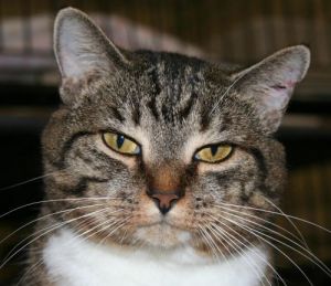 Paisley, Adult Female unknown