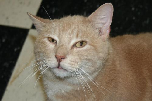Jarvis, an adoptable Domestic Short Hair in Lake George, NY, 12845 | Photo Image 1