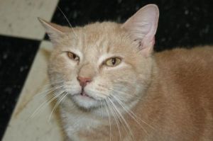 Jarvis, Adult Male unknown