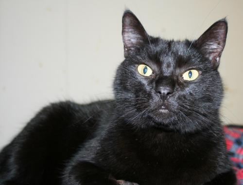 Kat, an adoptable Domestic Short Hair in Lake George, NY, 12845 | Photo Image 1