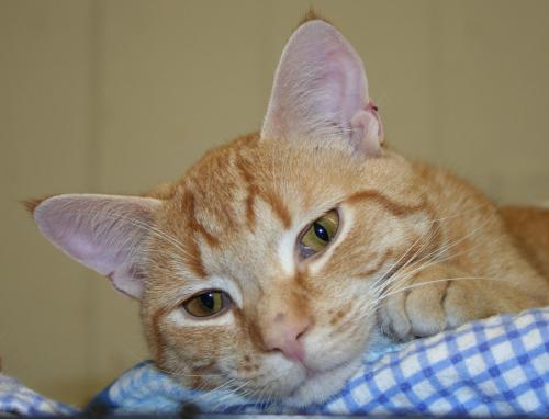 Sherbie, an adoptable Domestic Short Hair in Lake George, NY, 12845 | Photo Image 1
