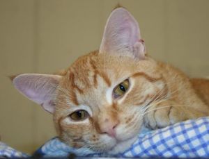 Sherbie, Adult Male unknown