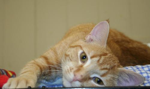 Sherbie, an adoptable Domestic Short Hair in Lake George, NY, 12845 | Photo Image 2