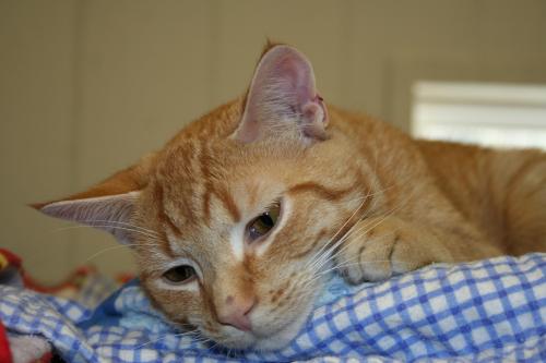Sherbie, an adoptable Domestic Short Hair in Lake George, NY, 12845 | Photo Image 3