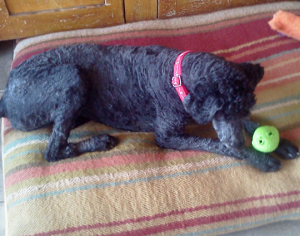 TN - Cosby, an adopted Standard Poodle in Dandridge, TN_image-2
