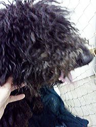 TN - Cosby, an adopted Standard Poodle in Dandridge, TN_image-3
