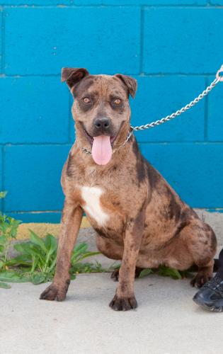 Lulabell (Courtesy rescue post), an adoptable Catahoula Leopard Dog in Sun Valley, CA, 91352 | Photo Image 1